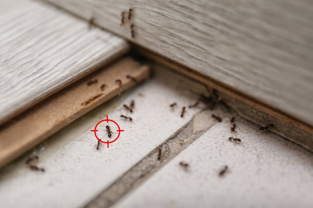 Best Residential Pest Control  in Port Richey, FL