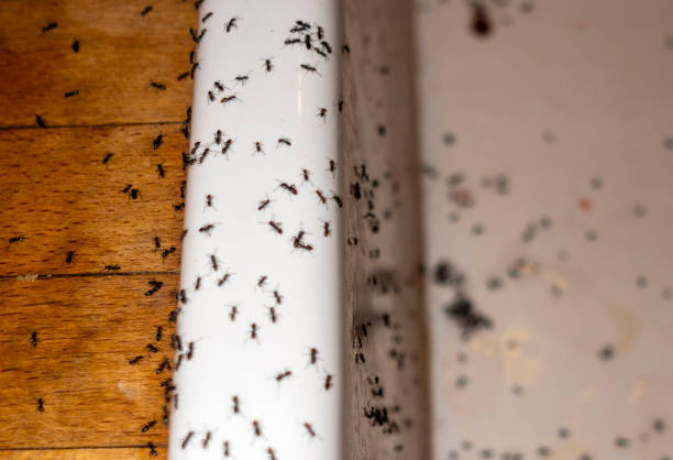 Best Pest Prevention Services  in Port Richey, FL