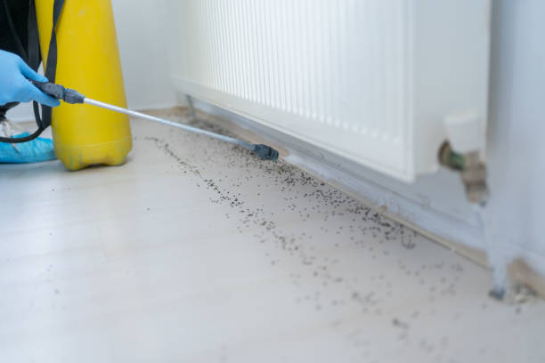 Best Affordable Pest Control Services  in Port Richey, FL